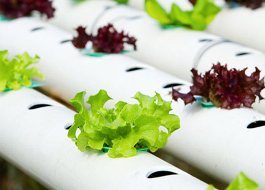 Home Hydroponics Online Course Careerline Courses